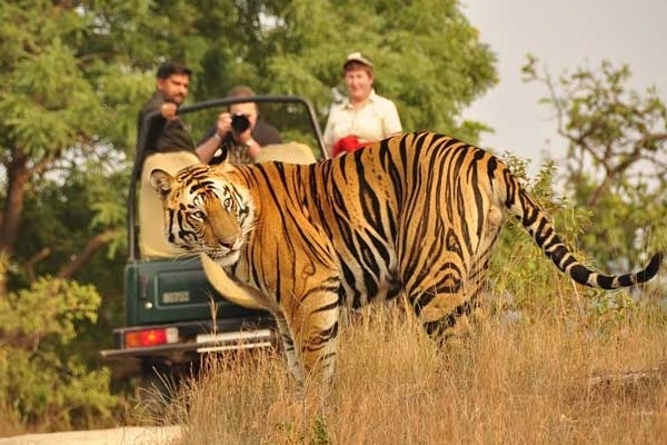  Service Provider of Jim Corbett National Park new delhi delhi 